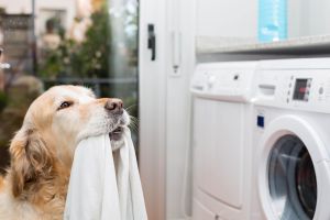 Hundehaare entfernen - Waschmaschine