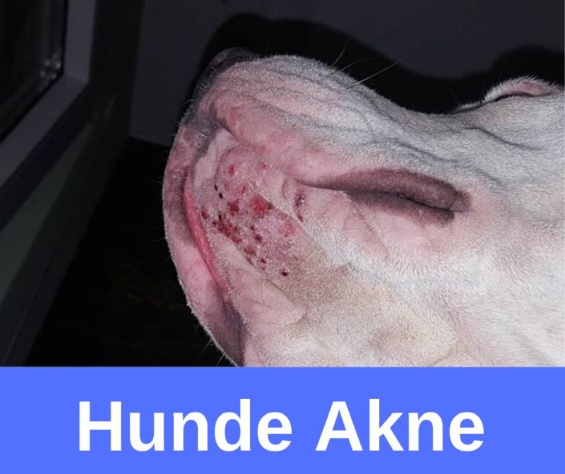 Hunde Akne