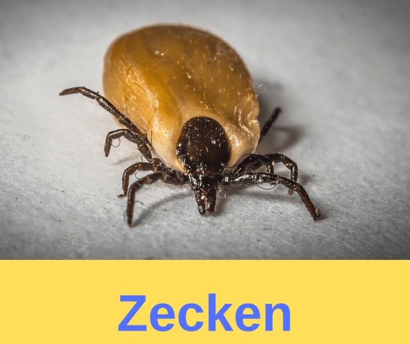 Zecken