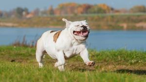 Dorfhund