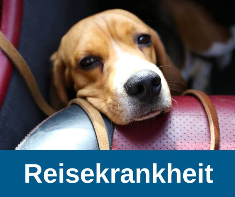 Reisekrankheit beim Hund