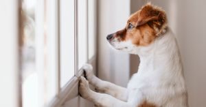 einsamer Hund