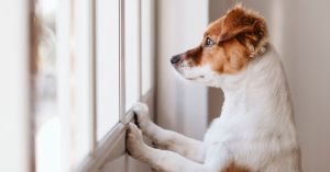 einsamer Hund