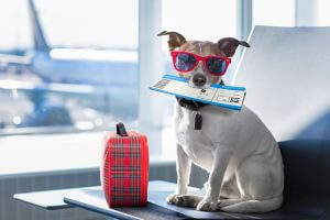 Hund im Flugzeug