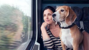 Hund im Zug