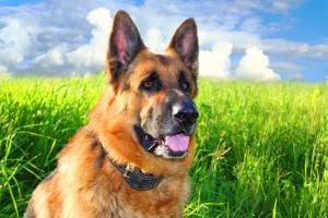 Schäferhund mit Nierenproplemen