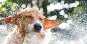 Hund schüttelt sich beim baden