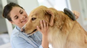 Hunde Trockenshampoo