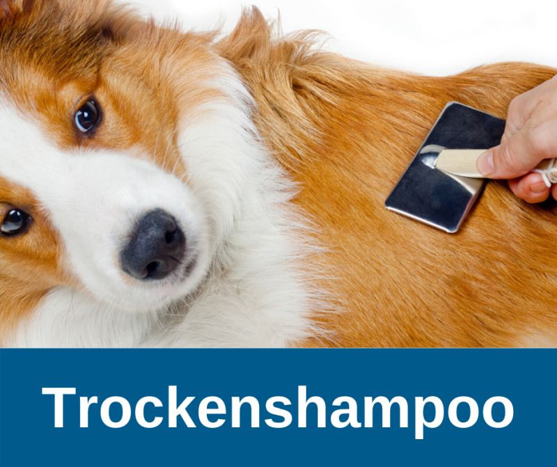 Trockenshampoo - wird ausgebürstet