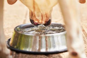 Wasser ist wichtig