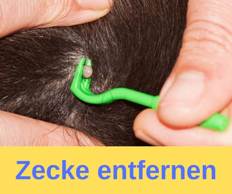 Zecke entfernen