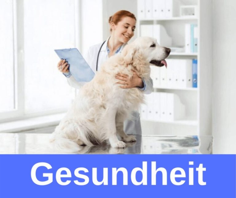 Läufigkeit Hündin › guterHund.de