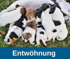 Absetzen von Hundewelpen