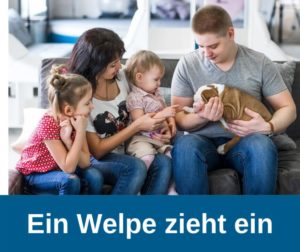 Ein Welpe zieht ein