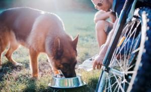 Fahrradfahren mit Hund - Pausen