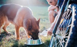 Fahrradfahren mit Hund - Pausen