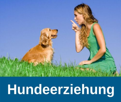 Hundeerziehung