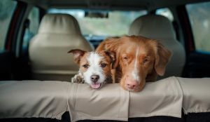 Hundehaare entfernen - zwei Hunde im Auto