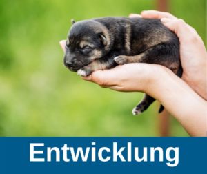 Hundewelpen - Entwicklung