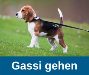 Hundewelpen - Gassi gehen