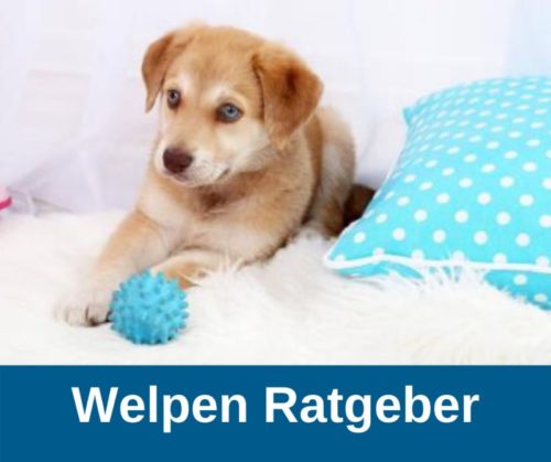 Hundewelpen - Ratgeber