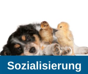 Hundewelpen - Sozialisierung