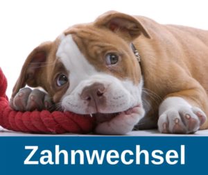 Hundewelpen - Zahnwechsel