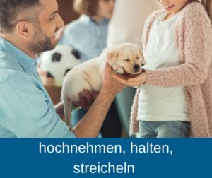 Hundewelpen - hochnehmen, halten, streicheln