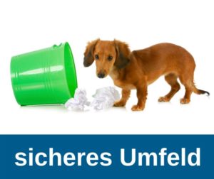 Hundewelpen - sicheres Umfeld