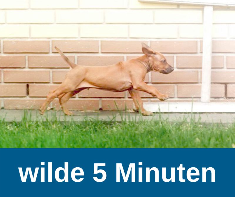 Hundewelpen - wilden 5 Minuten