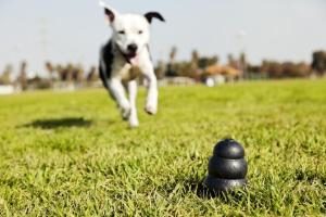 Hund rennt zum Kong