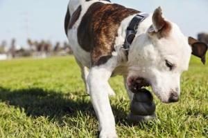 braun weisser Hund mit Kong
