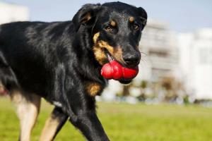 schwarzer Hund hat einen Kong