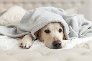 Hund mit Decke