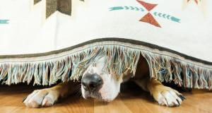 Hund hat Angst