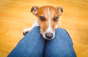 Welcher Hund passt zu dir - Jack Russell