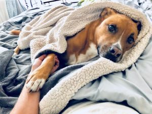 Welpenausstattung - Hundedecke
