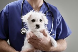 Welpenausstattung - Tierarzt