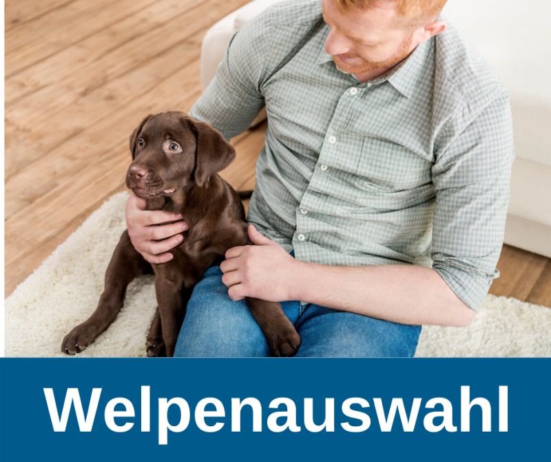 Welpenauswahl
