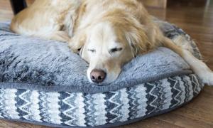 blaues Hundebett