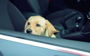 ein Welpe im Auto