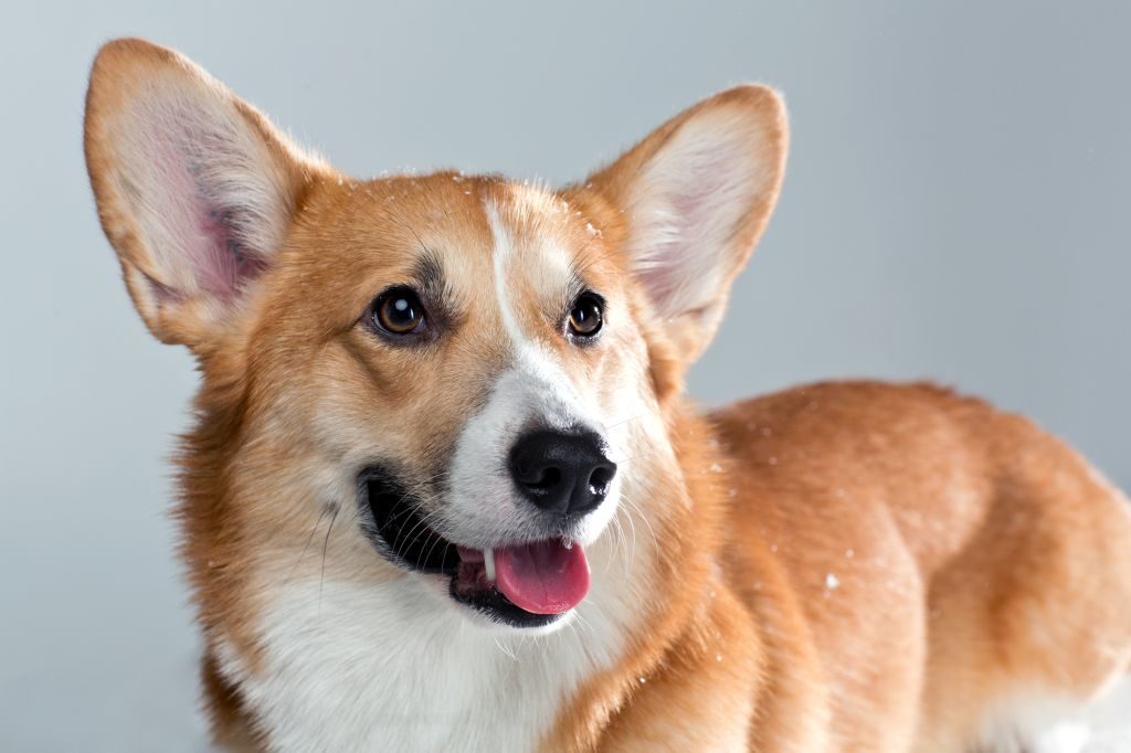 schöner Welsh Corgi