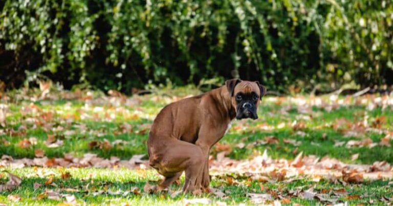 ᐅ Honig Ratgeber für Hundehalter › guterHund.de