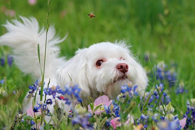 Hund mit Bienenallergie
