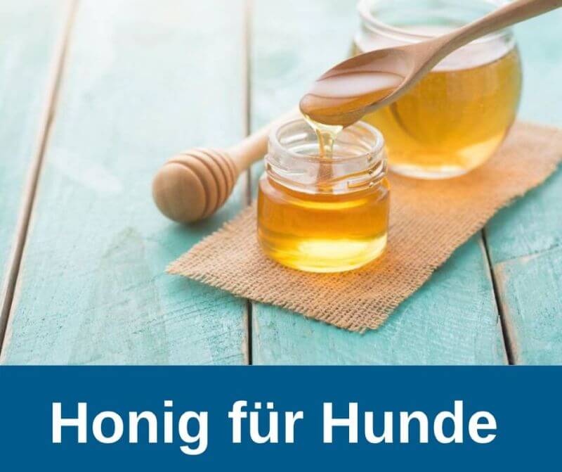 Honig für Hunde