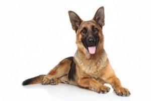 Schäferhund
