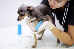 Hundegesetz - Notfall