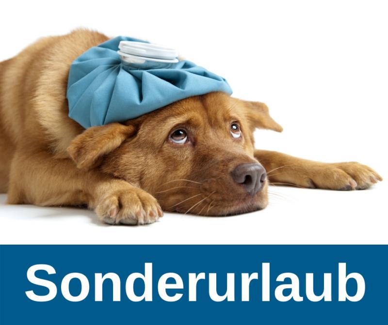 Sonderurlaub für Hundehalter