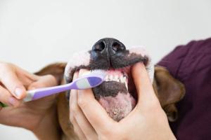 Hund bekommt Zähne geputzt