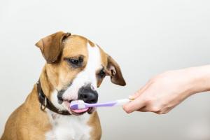Hund leckt Hundezahnpasta von Hundezahnbürste